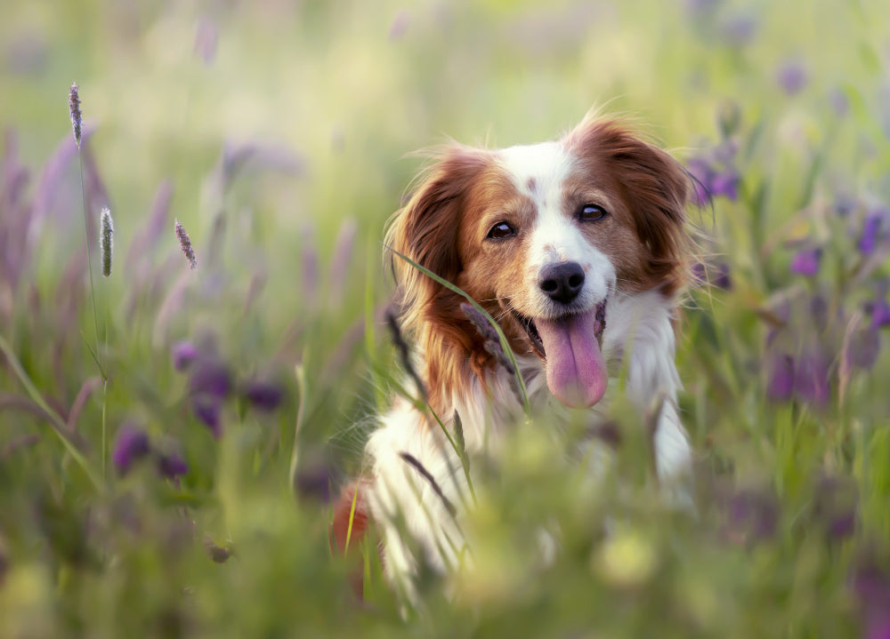 Guide to Fluffy Dogs